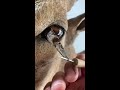 eye peel ✨ taxidermy sheep eye taxidermy taxidermist satisfying eyes animals