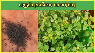 மாடித்தோட்டத்தில் பருப்புக்கீரை வளர்ப்பது எப்படி?Paruppu Keerai (common purslane) Valarpathu Eppadi?