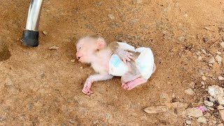 Baby Mato Reject Waiting Mom On Table Throwing His Tantrum Fell Down On Ground