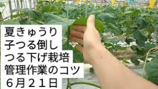 夏きゅうり子つる倒し【摘芯、摘葉、誘引】定植後２６日目【専業農家】つる下げ栽培【2020.6.21】