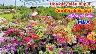 Hoa giấy cặp đôi nhiều loại lá xanh cẩm thạch siêu nụ..23/12😘📲0334497872.Phước-Tài