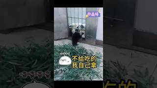 【大聪明🥳】金虎：自己动手 丰衣足食，这就想难到本熊 #熊猫 ＃熊猫金虎