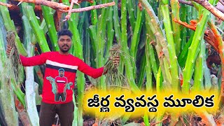 ప్రకృతిలో దొరికే అద్భుతమైన మూలిక | ఈ మూలిక వల్ల చాలా ఉపయోగాలు ఉన్నాయి.| Nature boy hari