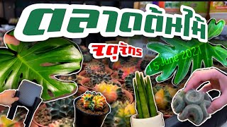 ตลาดต้นไม้จตุจักร ไม้ใบ ไม้ฟอกอากาศ cactus เพียบ!! l 15 Jun 2021 l Chatuchak Tree Market l 4K HDR