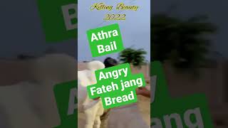 Angry Fateh jangi bull | out of control bull | White Beauty bull