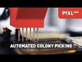 Automated Colony Picking with PIXL Max