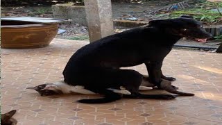Funny pet Fails 🥰 Funniest Animals 2023|| Best Animal Compilation