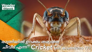 ചീവീട് എന്ന ശല്യക്കാരൻ / Cricket insect making sound / ചീവീട് ശബ്ദം ഉണ്ടാക്കുന്ന കാഴ്ച