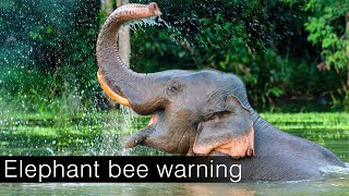 Elephant bee warning  | யானை தேனீ எச்சரிக்கை |