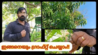 ഇങ്ങനെയും മാവ് ഗ്രാഫ്‌റ്റ് ചെയ്യാം! | Mango Tree Grafting | Jiju's Kitchen