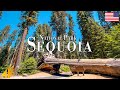 Sequoia National Park 4K Ultra HD • Stunning Footage, Scenic Relaxation Film with Calming Music.