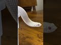 wow incredible and rare pale pale pale pink hognose snake 🐍 snake