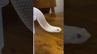 Wow! Incredible and Rare Pale,Pale, Pale Pink Hognose Snake 🐍 #snake