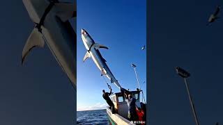 Shark #Deep-SeaFishing, #Fishing Vessel Operations, #Shark Fishing,#Marine Ecology, #Fishery Resou