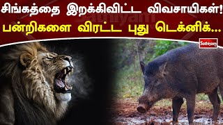 சிங்கத்தை இறக்கிவிட்ட விவசாயிகள்! பன்றிகளை விரட்ட புது டெக்னிக் | puducherry | Sathiyamtv