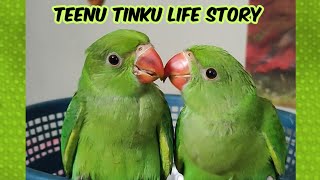 டீனு டிங்கு எப்படி வந்தாங்க? ||Teenu Tinku Life Story || Tamil Talking Parrots || Speaking Parrots