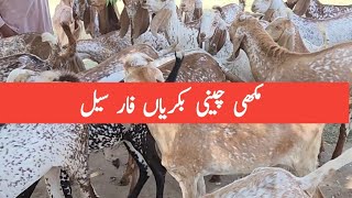 Makhi Chini Goats For Sale. #chakwalgoatfarm #majidshabbir