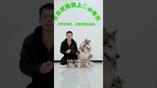 株洲阿拉斯加Lucky毕业考核 #萌宠 #阿拉斯加 #训犬 #狗狗上学