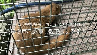 動画で金魚『金魚の害獣被害…再びイタチ捕獲！！！　鳴き声、威嚇…観察してみる！』Ｈ29.12.15