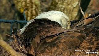 Decorah Eagles 3 31 20, 6 pm Mom's huge stick, shift change, Mom closeups