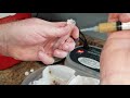 hand feeding baby cockatiels from 2 hours old to 2 weeks old.