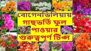 বোগেনভিলিয়ায় প্রচুর ফুল পাওয়ার জন্য এগুলি অবশ্যই মেনে চলুন।।