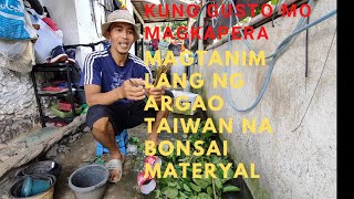 how to plant argao Taiwan material cuttings.( effective tips for beginners)