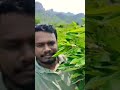 என் மனசாட்சிக்கு நல்லவனாக இருப்பேன் 💖🌾🥰🙏#trending #subscribe #love #vivasayam #farmer