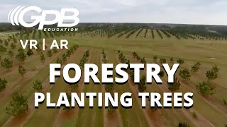 360 View Shows How Trees Are Planted | Forestry VR 360