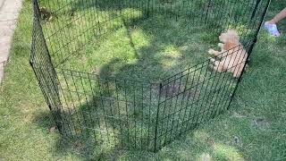 MidWest Homes for Pets Foldable Metal Dog Exercise Pen Review