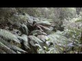 the australian tree fern dicksonia antarctica