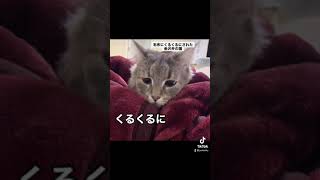 金沢弁を喋る猫 『くるくるにされた猫』おしゃべりペット #Shorts