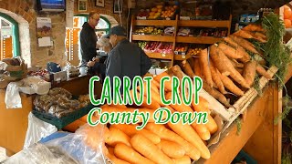 Carrot Planting County Down - Explained in 1 Minute (info film with Stephen Watson of Horners' Farm)