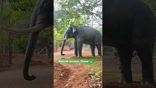 Natural animals statue in Pondicherry #travel #tourism #trip #puducherry #shorts #nature #auroville