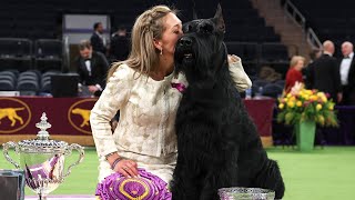 Westminster Dog Show 2025: 'Best in Show' Monty Becomes First Giant Schnauzer to Win!