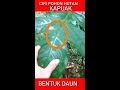 BENTUK DAUN ANAKAN POHON KAPUAK Artocarpus sp