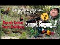 Ayam hutan di pagi hari di kebun sawit || banyak banget suara kokoknya