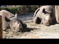 【ヒガシクロサイ】仲良くお昼寝クロサイ親子🦏　2022 11 12　とべ動物園