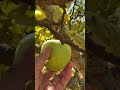 Apple Picking | Relaxing Sounds | Relaxing Place #short #satisfying #asmr