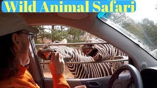 Visit to the Wild Animal Safari/Pine Mountain, Ga