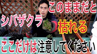 【シバザクラ育て方】枯れてしまう理由や上手な育て方を解説します！植えつけ実演もあります！