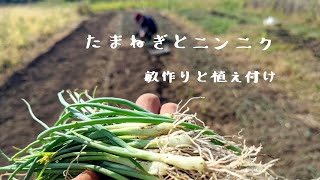 玉ねぎとにんにく　畝作りと植え付け作業