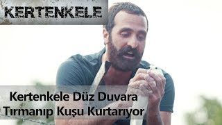 Kertenkele düz duvara tırmanıp kuşu kurtarıyor - Kertenkele