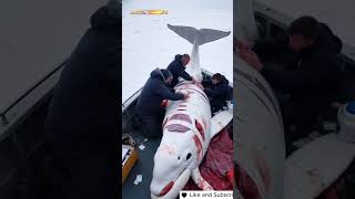 The Whale Rescue Mission A Heartwarming Tale of Survival and Hope #arctic #animals #arcticlife