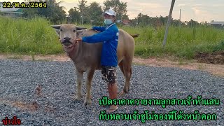 🐃บ่าวโจ🐃 // ⭐เปิดราคาควายงามลูกเจ้าห้าแสนกับหลานเจ้าซูโม่ของพี่โต้งหน้าคอก⭐