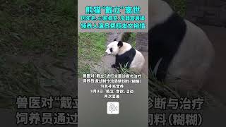 熊猫“戴立”因年老伴心脏病和器官衰竭离世，领养人费翔发文