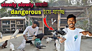 আজ আবার সেই কালো পায়রাটা আসলো😀সালমান খানের বাচ্চা king পায়রার পরিবর্তন হচ্ছে😲#myworld #petsvlog