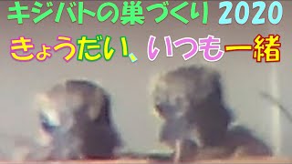 きょうだい、いつも一緒（キジバトの巣づくり2020）