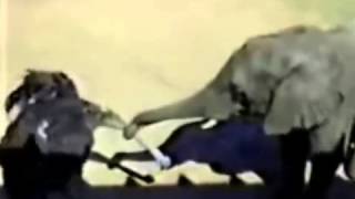 Elefante vs Avestruz