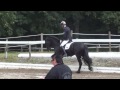 cdn a steyr austria 10.08.2013 friesian stallion epke